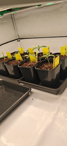 Growreport Bild 2