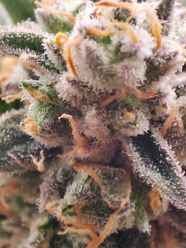 Growreport Bild 13