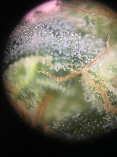 Growreport Bild 7