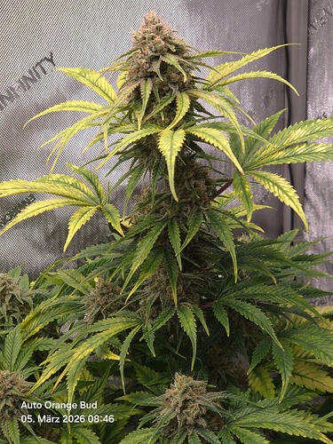 Eine blühende Cannabis-Pflanze in einem Grow-Zelt, mit deutlichen gelblichen Verfärbungen an den Blättern.