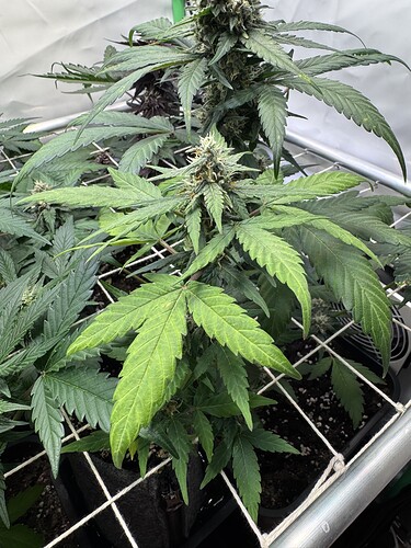 Growreport Bild 12