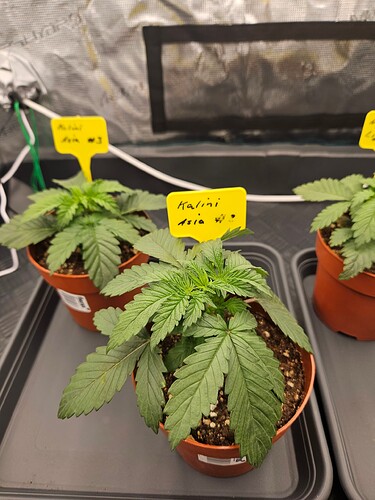Growreport Bild 48