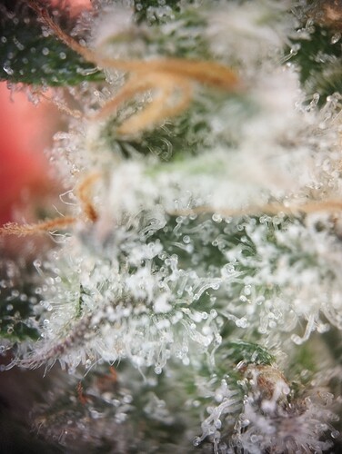 Growreport Bild 6