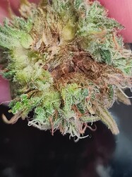 Growreport Bild 137