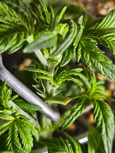 Growreport Bild 45