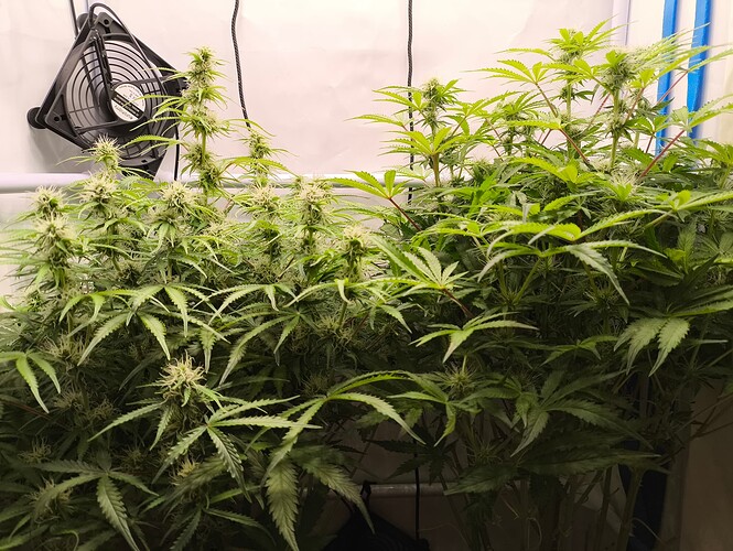 Growreport Bild 6