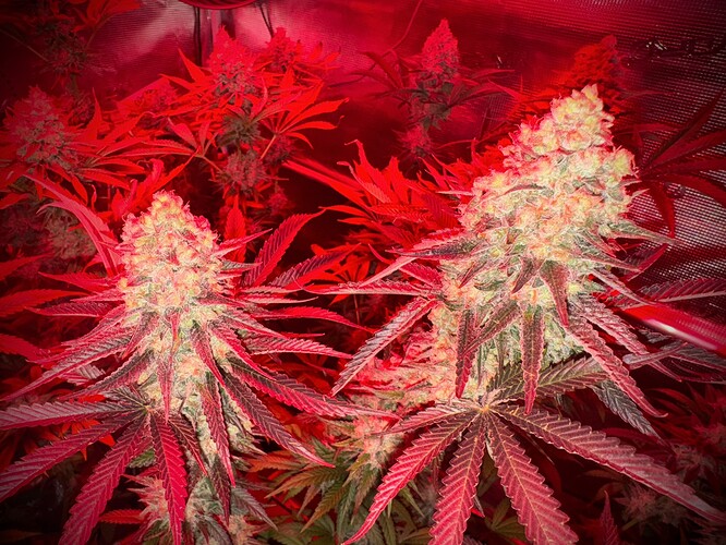 Growreport Bild 3