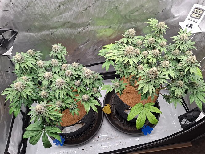 Growreport Bild 1