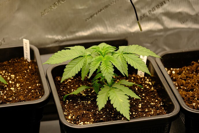 Growreport Bild 4