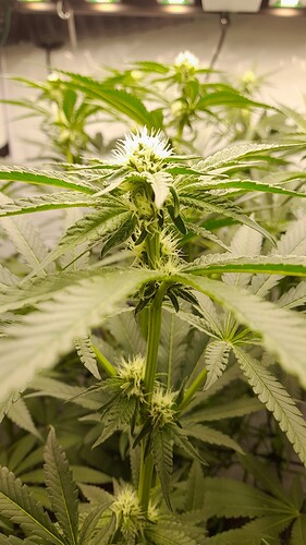 Growreport Bild 6
