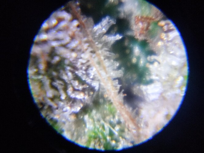 Growreport Bild 74