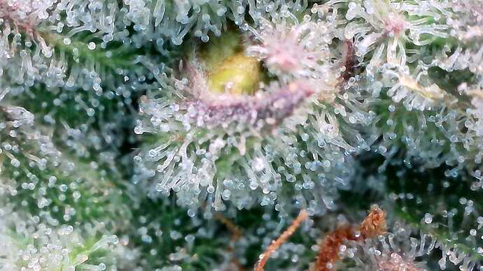 Growreport Bild 54