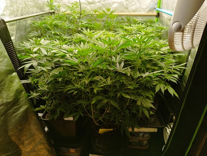 Mehrere junge Cannabispflanzen in einem Zelt, die sich im Wuchs befinden. Eine Lampe ist über den Pflanzen montiert.