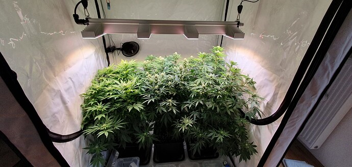 Growreport Bild 3