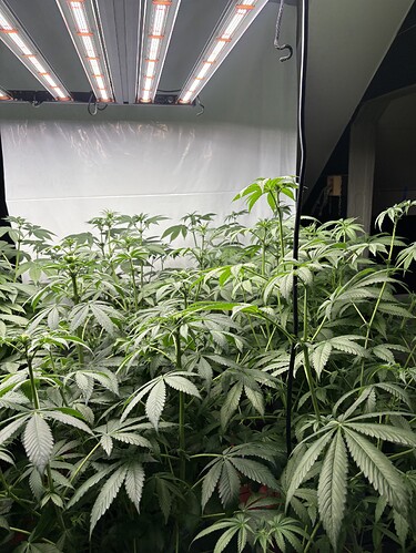 Growreport Bild 32