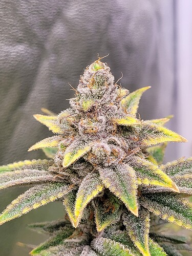 Growreport Bild 5
