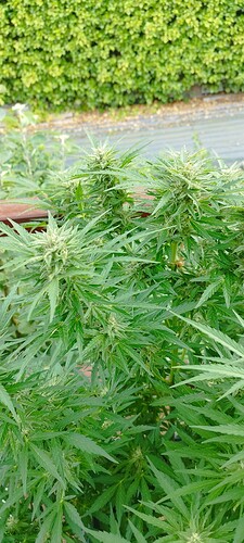 Growreport Bild 7