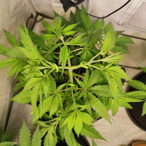 Growreport Bild 31