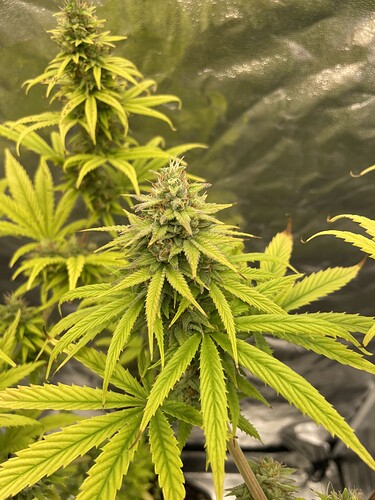 Growreport Bild 9