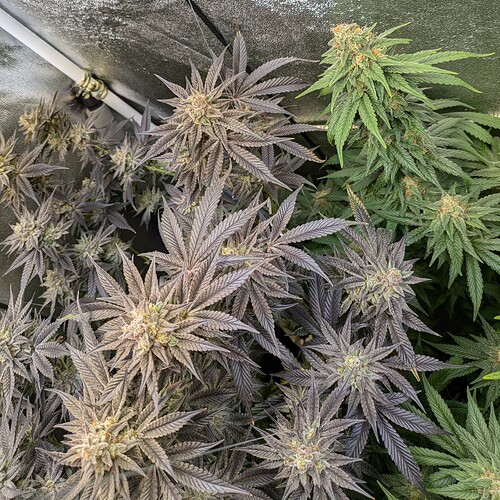 Growreport Bild 4