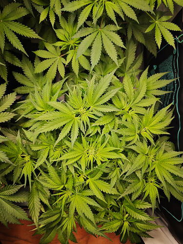 Growreport Bild 3