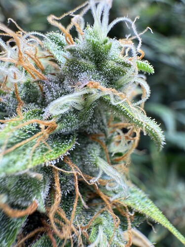 Growreport Bild 7