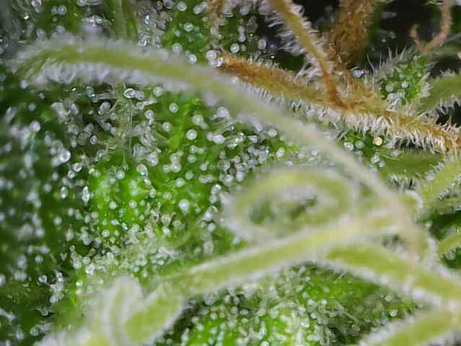 Growreport Bild 25