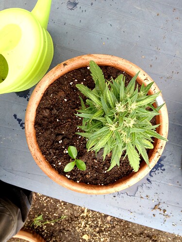 Growreport Bild 26