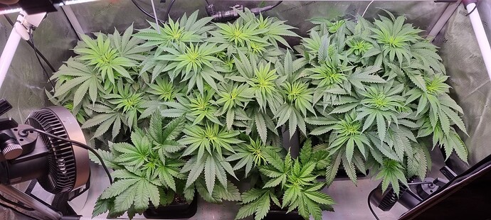 Growreport Bild 3
