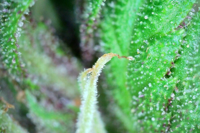 Grow25_1006_Trichome_BB1_3