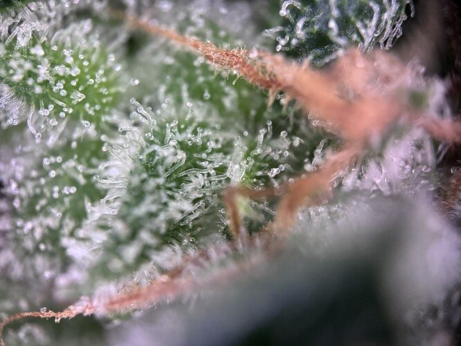 Growreport Bild 24