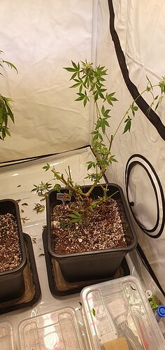 Growreport Bild 1