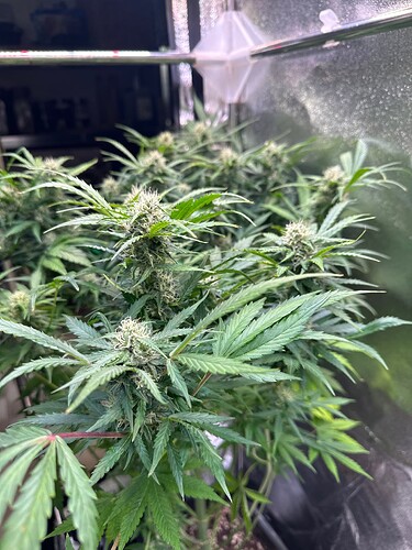 Growreport Bild 70