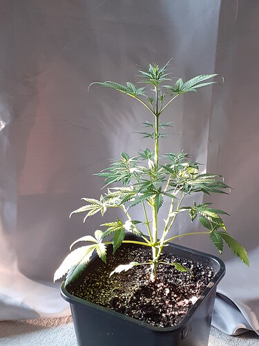 Growreport Bild 146