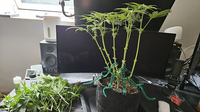 Growreport Bild 44