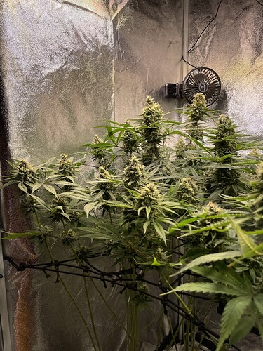 Growreport Bild 4