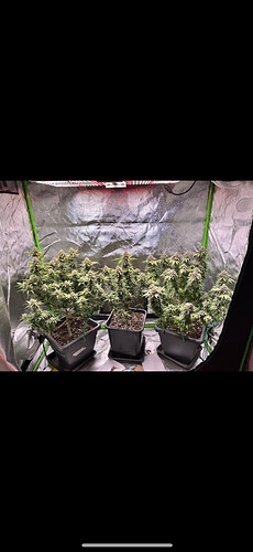 Growreport Bild 4