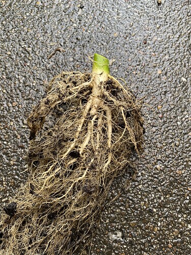 Growreport Bild 32