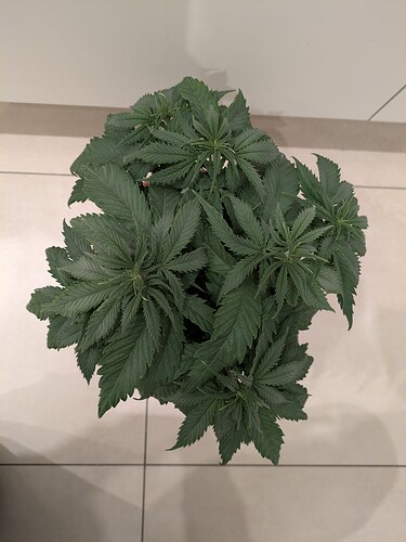 Growreport Bild 12