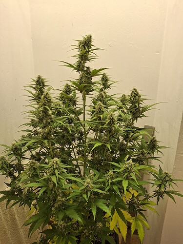 Growreport Bild 162