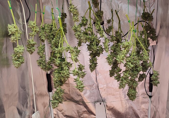 Growreport Bild 78