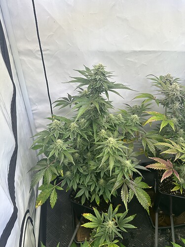 Growreport Bild 2
