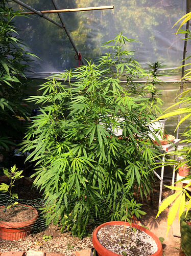 Grow2608242