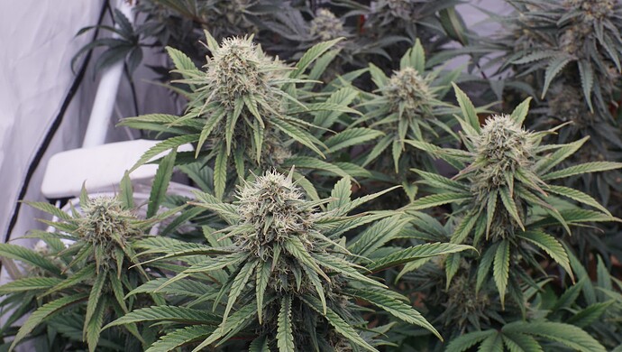 Growreport Bild 8