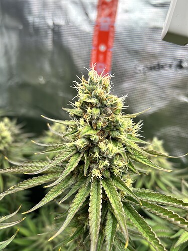 Nahaufnahme eines Cannabis-Buds in der späten Blütephase mit sichtbaren Stigmen und Trichomen in einem Growzelt.