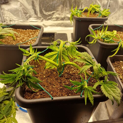 Growreport Bild 11