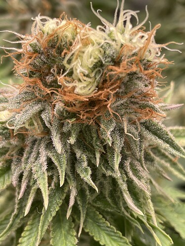Growreport Bild 2
