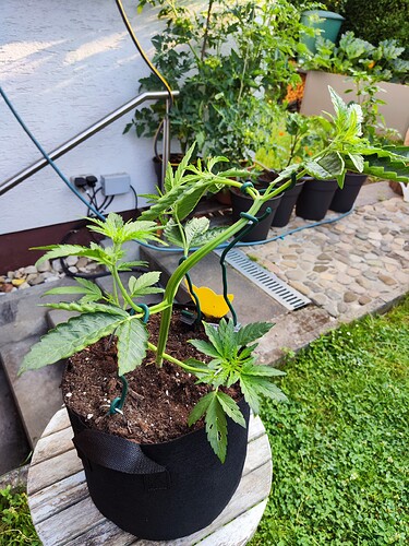 Growreport Bild 8