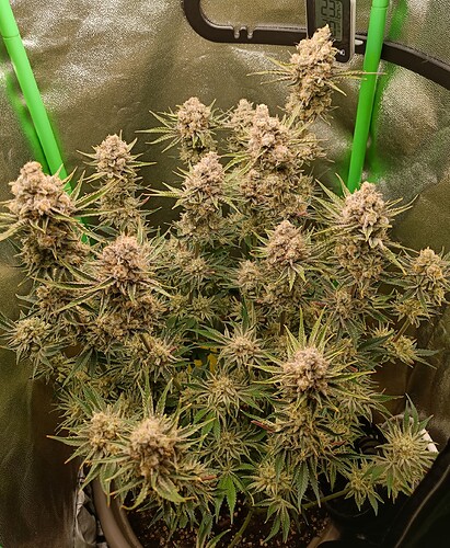 Growreport Bild 1