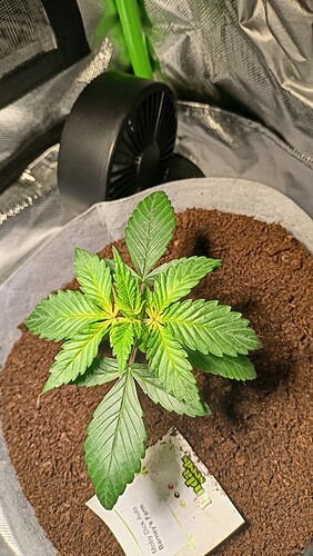 Growreport Bild 1